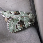 Green Leuconycta Moth