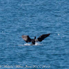 Cormorant; Cormorán