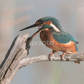 KingFisher by Claudio Massanelli - Animals Birds
