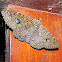 Erebid moth