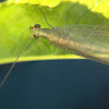 Green lacewing