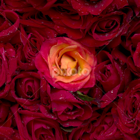 Rose  by Deep Chanda - Flowers Flower Buds