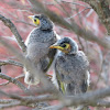 Noisy Miner chicks (first day out of nest)