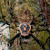 Ornamental Tree-Trunk Spider