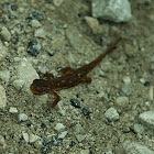 Red-spotted newt     salamander