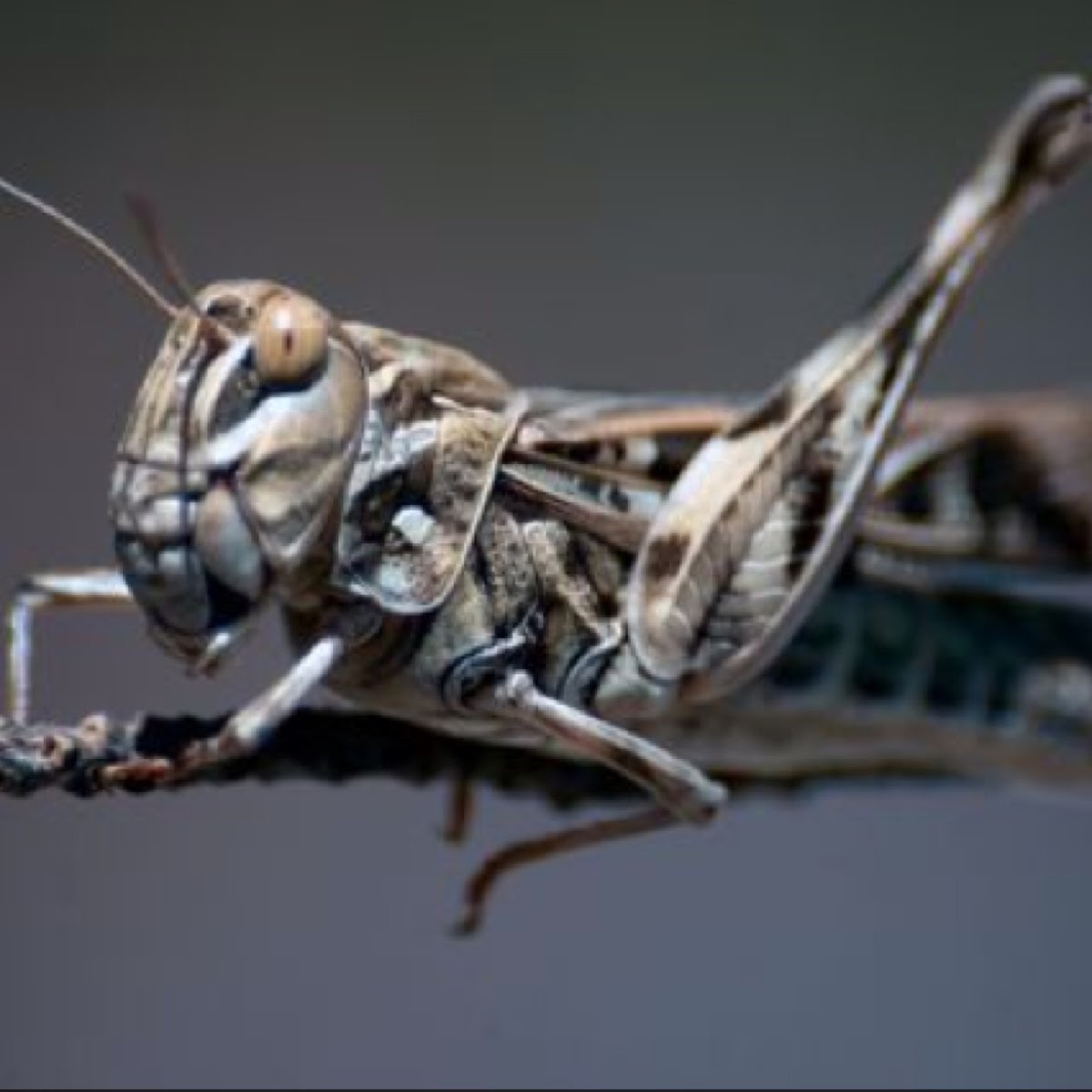 Italian locust