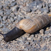 Decollate Snail