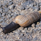Decollate Snail