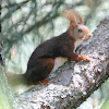 Red squirrel, Ardilla roja