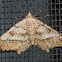 Dissomorphia  Moth