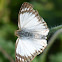 Veined White-Skipper