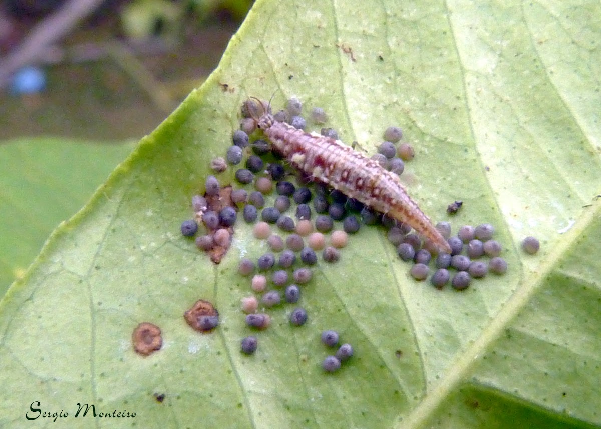 Predatory Neuropteran larva (possibly a Chrysopidae)