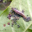 Predatory Neuropteran larva (possibly a Chrysopidae)