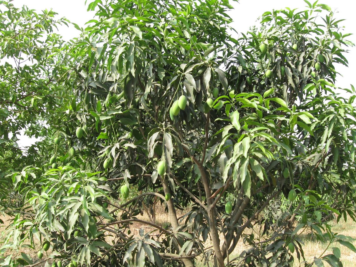 Mangoe tree