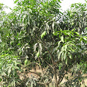 Mangoe tree