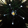 Black, long-spined sea urchin