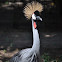 Black Crowned Crane 