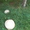 Puff ball Mushroom