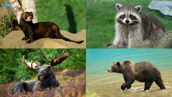 Kids Learn About Animals(圖6)-速報App