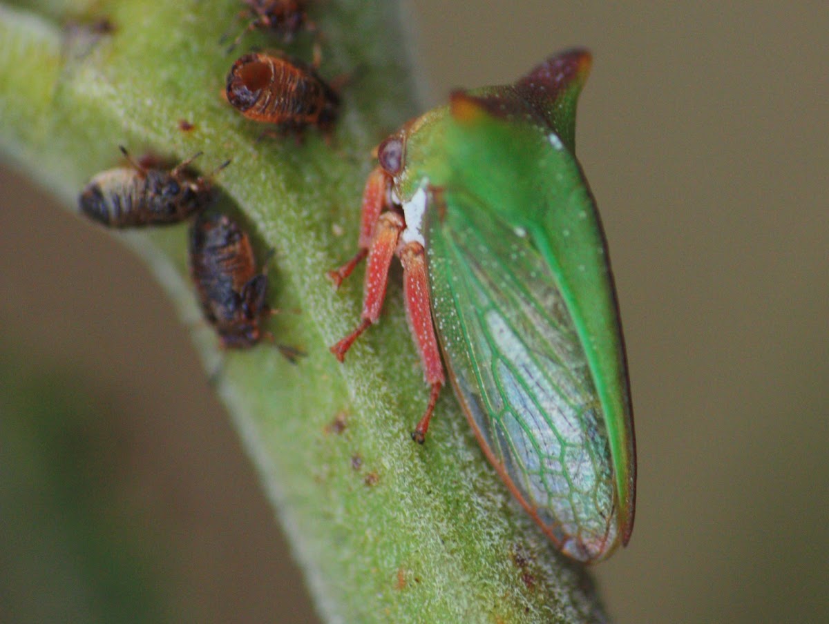 Horned treehopper - female
