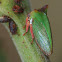 Horned treehopper - female