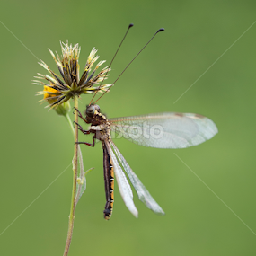 Take Off Position by Ardi Aviyatna - Animals Insects & Spiders