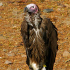 Old world Vulture