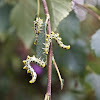 Birch Sawfly caterpillars