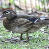 Wood Duck (female)