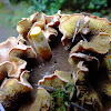 bolete type mushroom
