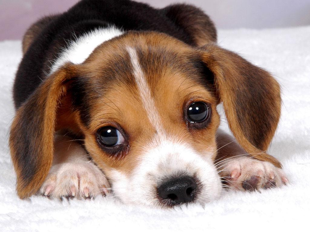 Free Puppy Dog Wallpaper Android Apps On Google Play