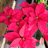 Poinsettias