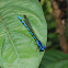 Damselfly