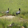 Glossy Ibis