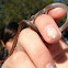 Sharp Tailed Snake