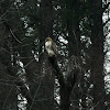 Red-tailed Hawk