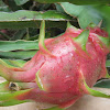 Dragon fruit-Pitahaya