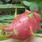 Dragon fruit-Pitahaya