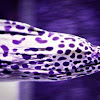 Spotted moray