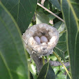 Bird's Nests in San Diego