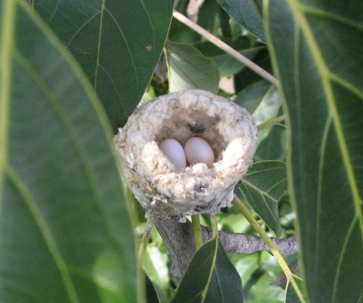 Eggs of Anna's hummingbird