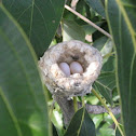 Eggs of Anna's hummingbird
