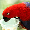 Red Eclectus