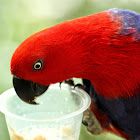 Red Eclectus