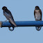 Gray-breasted martin