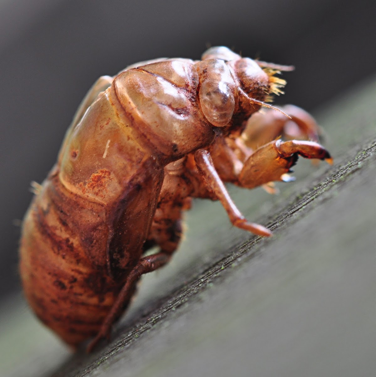 Cicada (Shell)