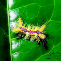 Coconut Nettle Caterpillar