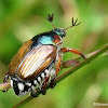 Scarab beetle