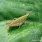 Grasshopper Nymph