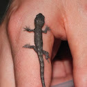 New Zealand Common Gecko
